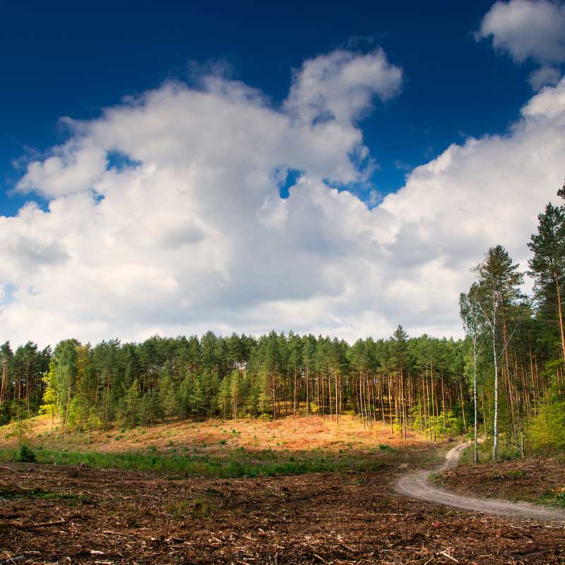Land clearing Solutions in Lake Wylie, SC | Cooper Development Group